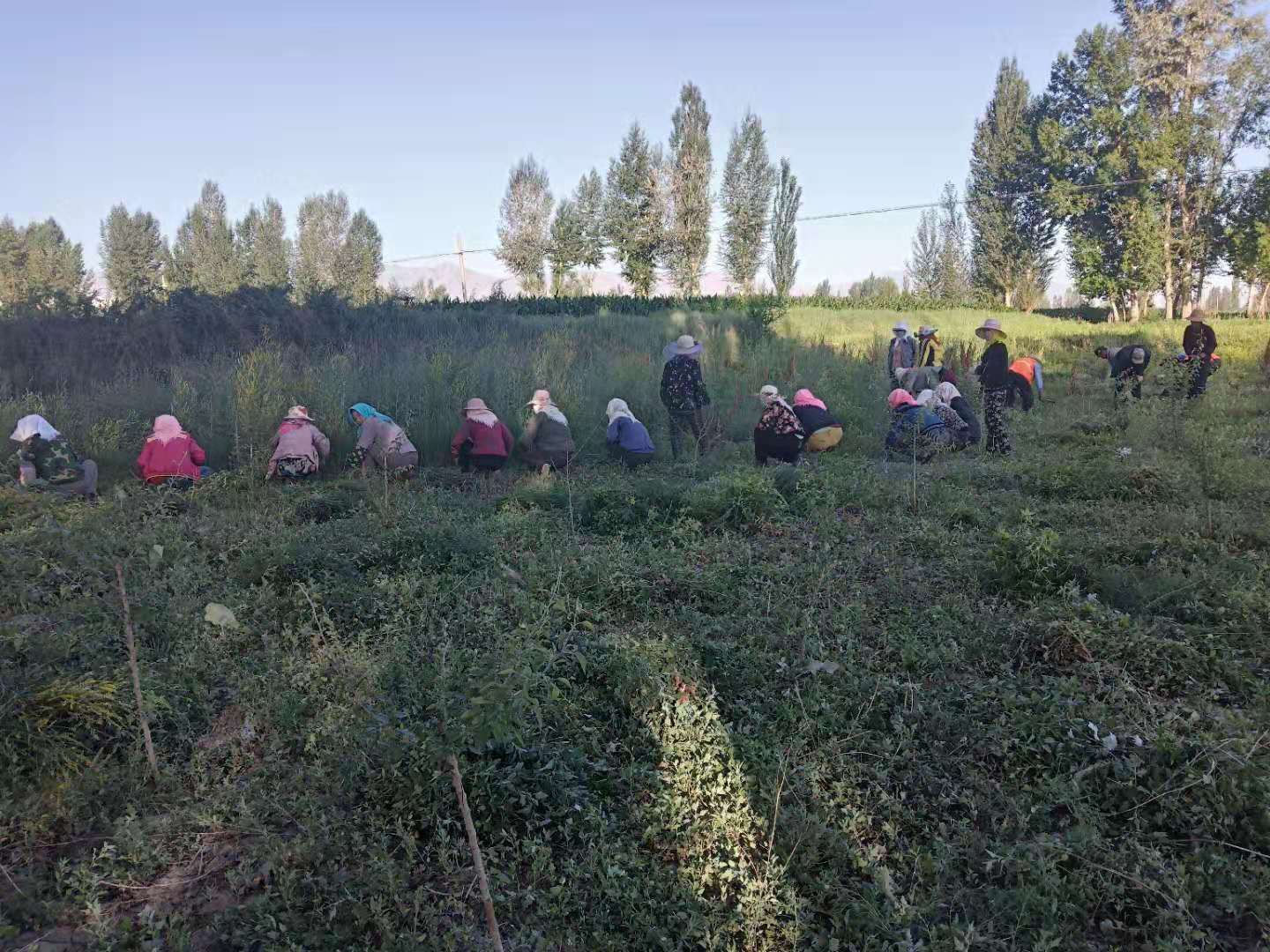 1562748825905455.jpg 1562748825905455.jpg