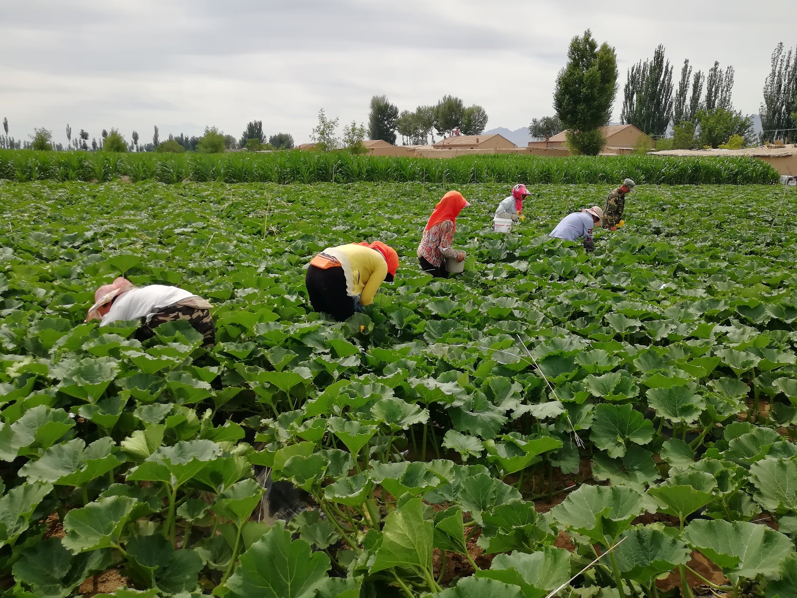 1564483298928374.jpg 1564483298928374.jpg