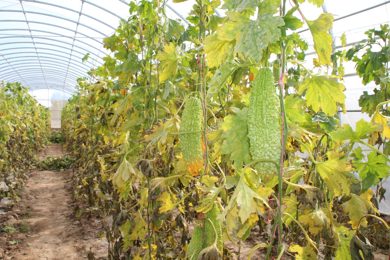 1568642657807689.jpg 1568642657807689.jpg