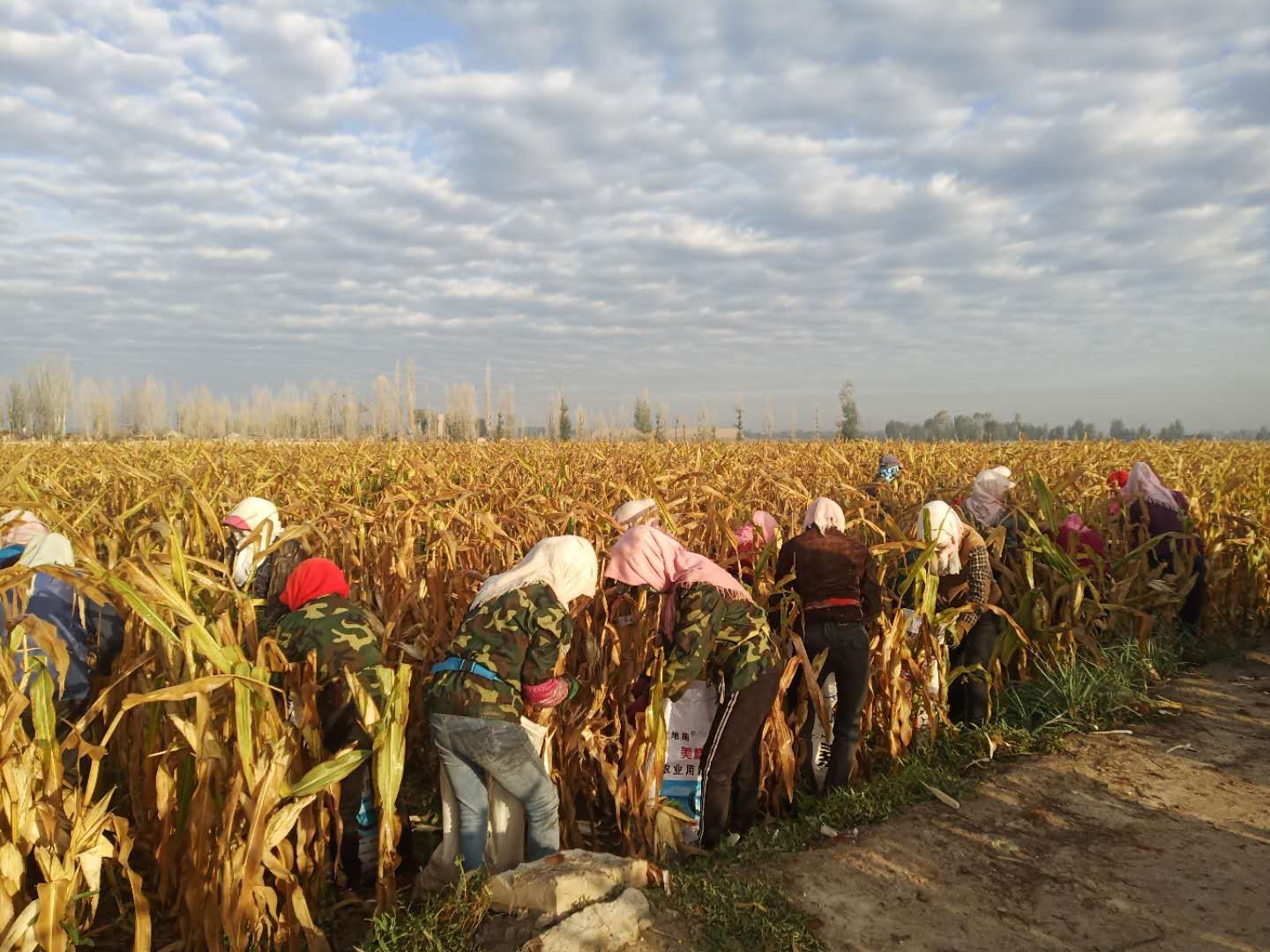 掰玉米的妇女.jpg