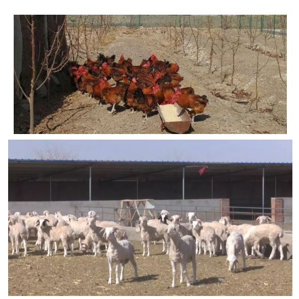 1584089234707032.jpg 1584086430(1).jpg