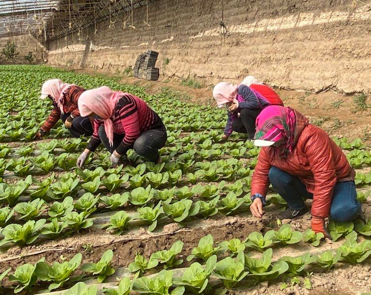 1585896546992919.jpg 1585896546992919.jpg