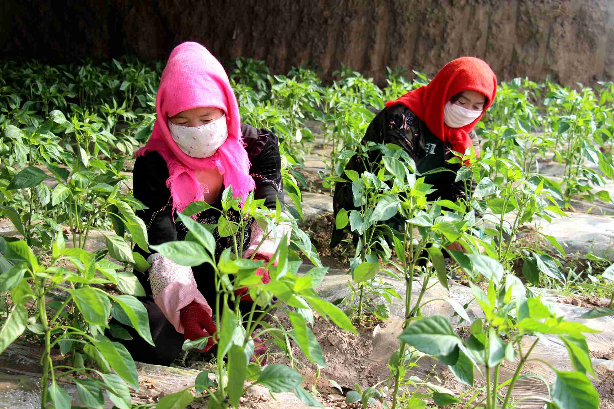 1586504733783808.jpg 保安大棚吊苗2_副本.jpg