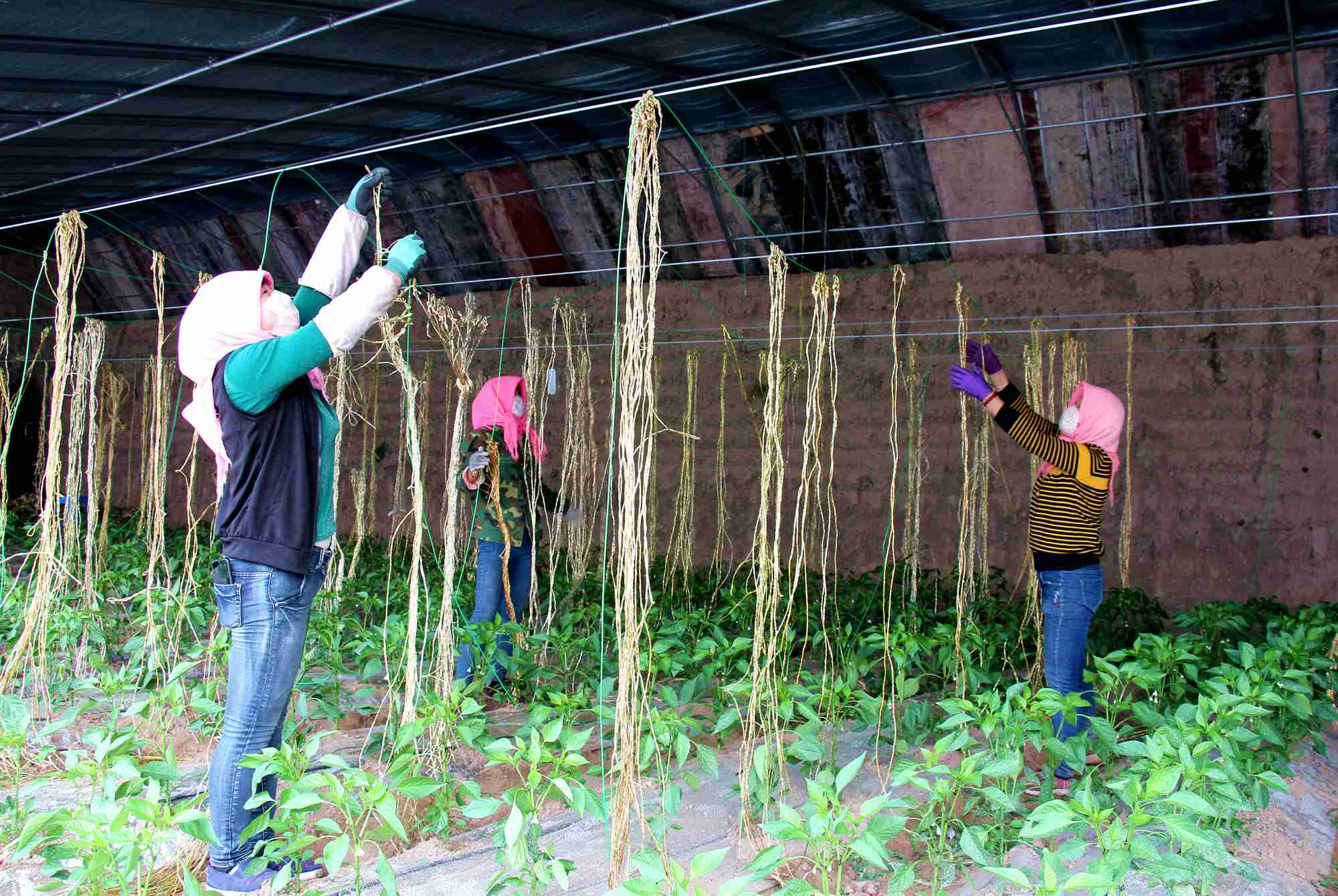 1586504763862666.jpg 保安大棚吊苗1_副本.jpg