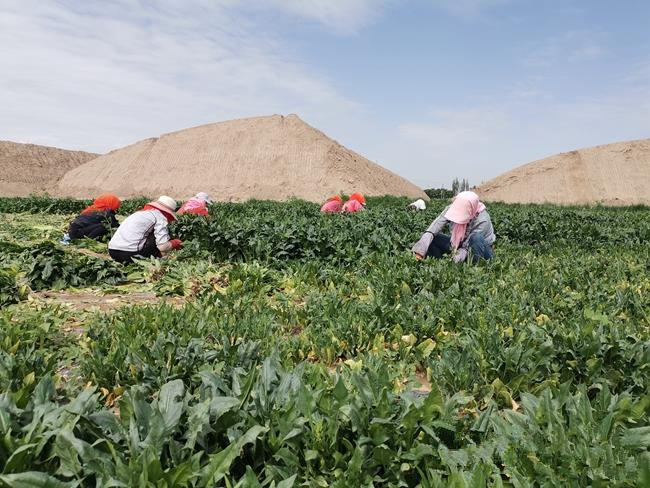 1592465392469292.jpg 6372780919530493091763188.jpg