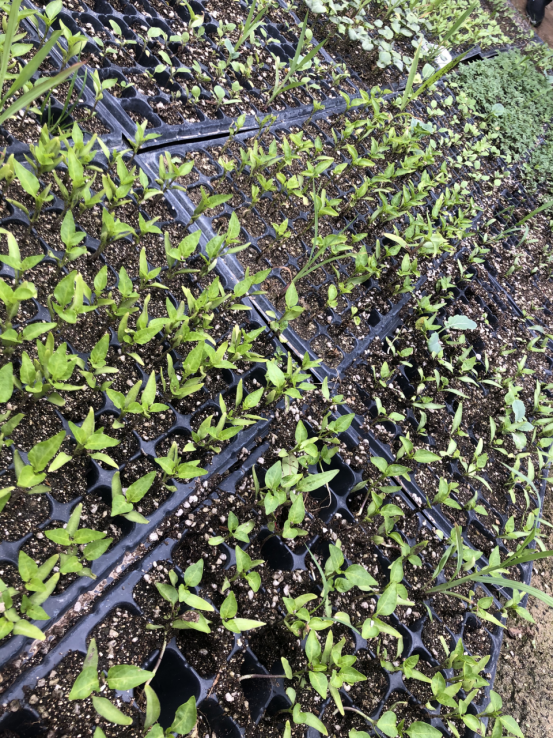 1592897395243347.png 图片.png