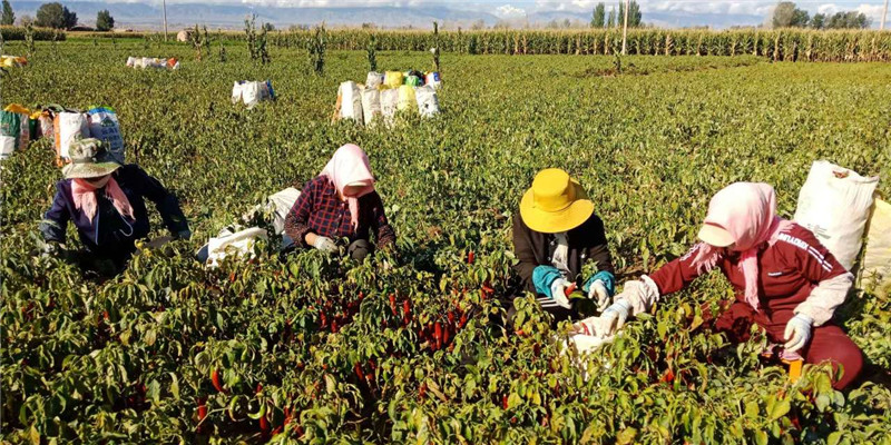 1602577600751222.jpg mmexport1602250715629.jpg